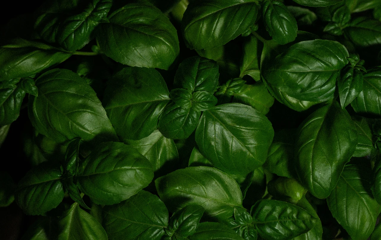 Chi conosce questo trucco assicura foglie di basilico lucenti e senza macchie brune Chi conosce questo trucco assicura foglie di basilico lucenti e senza macchie brune