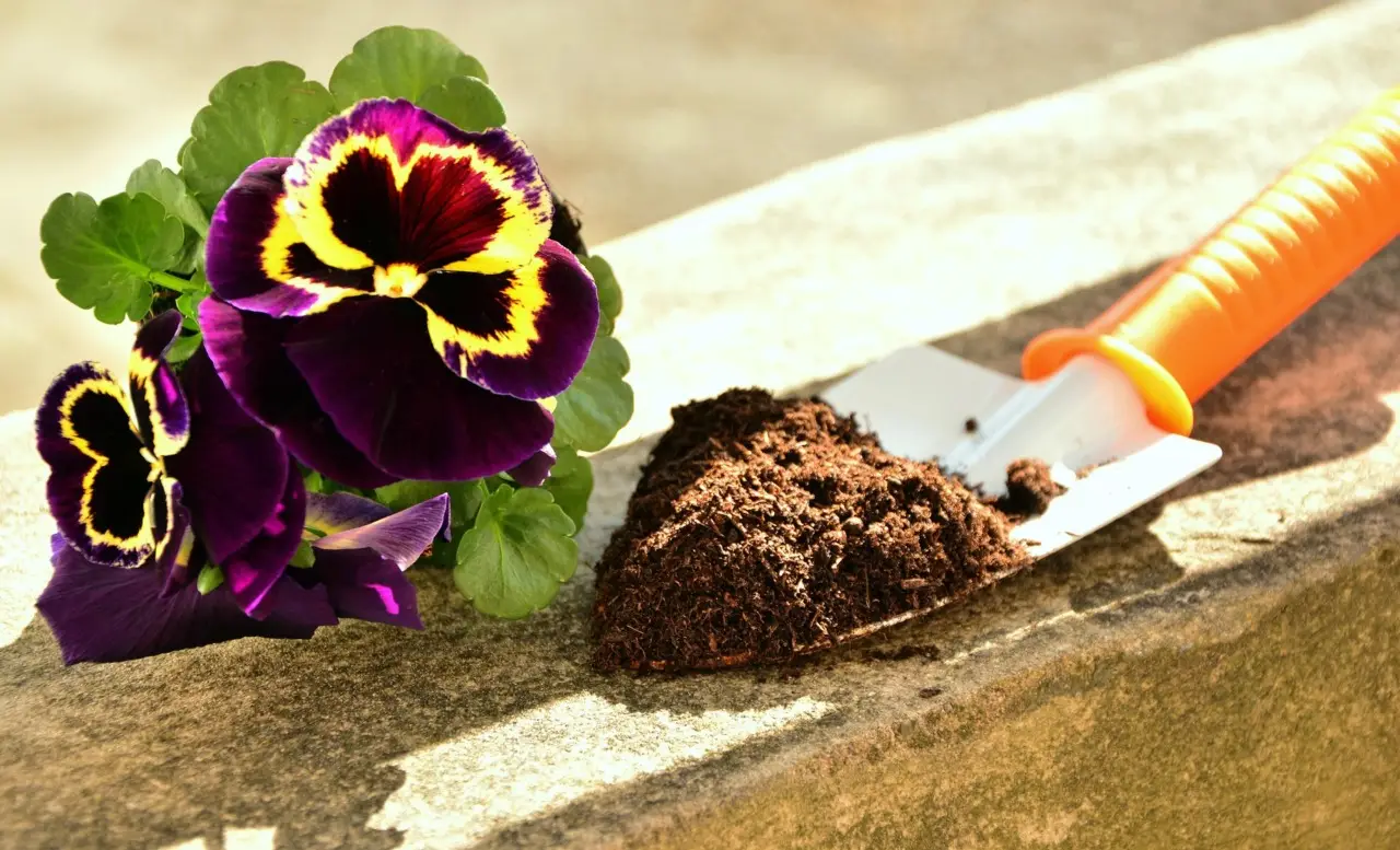 Fai come gli esperti: usa il pacciame naturale per mantenere umide le radici dei fiori Fai come gli esperti: usa il pacciame naturale per mantenere umide le radici dei fiori
