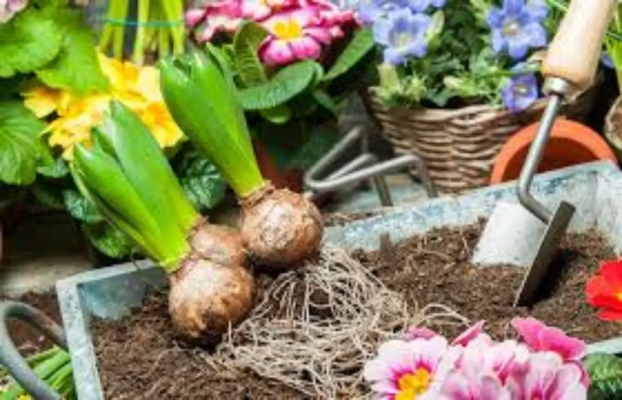 Fai come gli esperti: usa il pacciame naturale per mantenere umide le radici dei fiori Fai come gli esperti: usa il pacciame naturale per mantenere umide le radici dei fiori