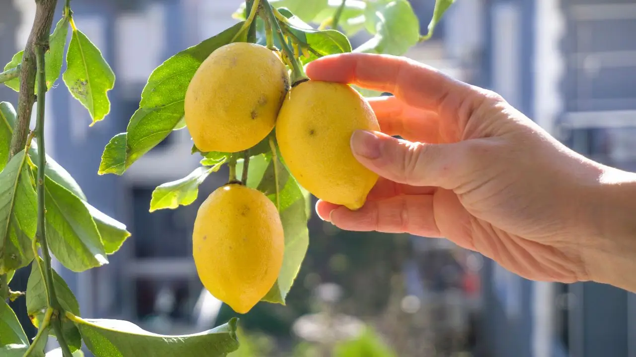 Ottieni da adesso limoni grandi e profumati: il fertilizzante eco che fa davvero la differenza Ottieni da adesso limoni grandi e profumati: il fertilizzante eco che fa davvero la differenza