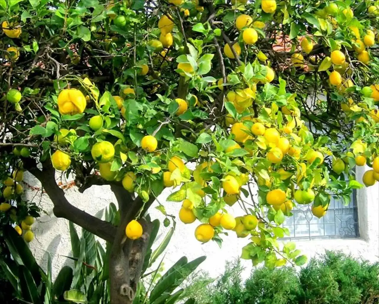 Ottieni da adesso limoni grandi e profumati: il fertilizzante eco che fa davvero la differenza Ottieni da adesso limoni grandi e profumati: il fertilizzante eco che fa davvero la differenza