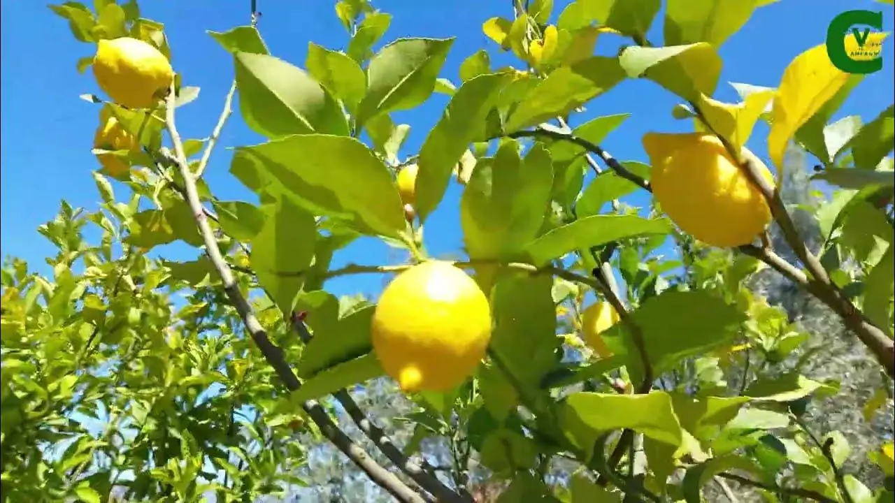 Ottieni da adesso limoni grandi e profumati: il fertilizzante eco che fa davvero la differenza Ottieni da adesso limoni grandi e profumati: il fertilizzante eco che fa davvero la differenza