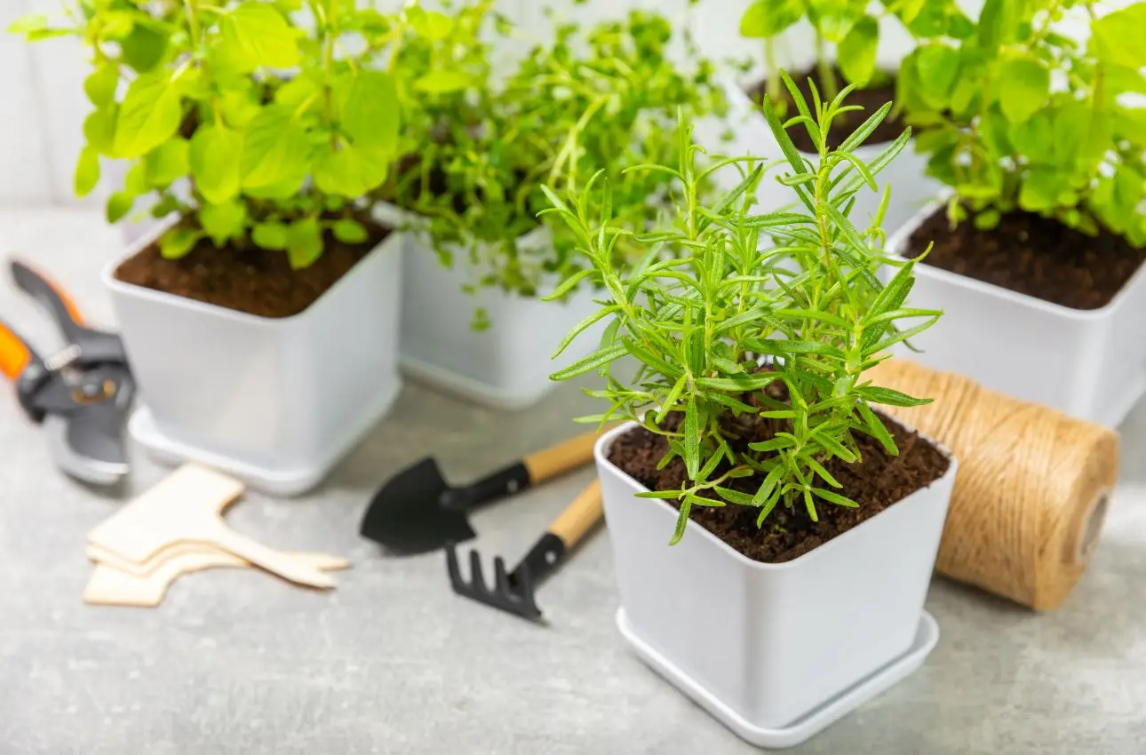 Applica subito questa tecnica per evitare marciume nelle piante aromatiche sul balcone Applica subito questa tecnica per evitare marciume nelle piante aromatiche sul balcone