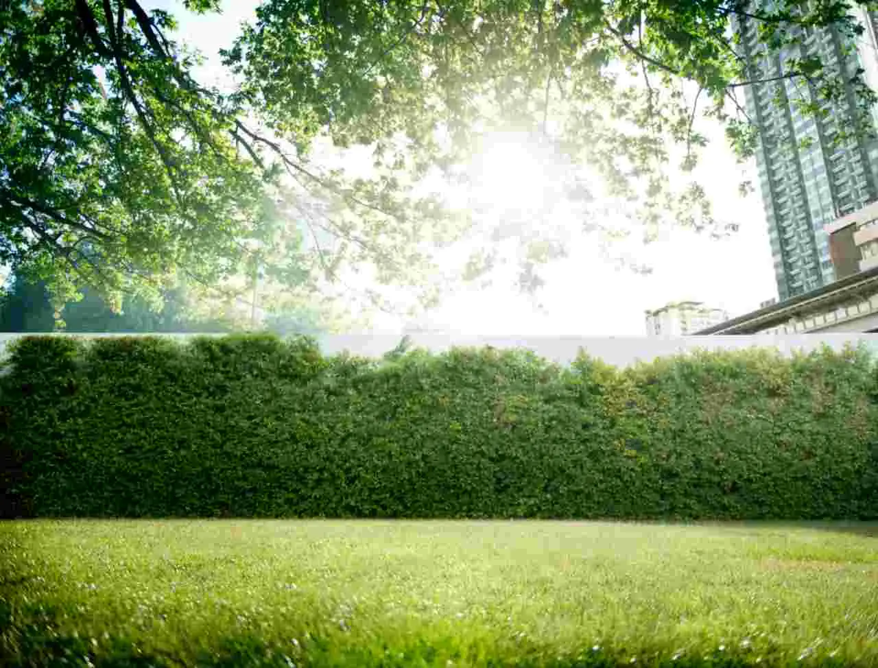 Prevenire i danni da caldo estivo? Ecco i rimedi rapidi e naturali per il prato di casa Prevenire i danni da caldo estivo? Ecco i rimedi rapidi e naturali per il prato di casa