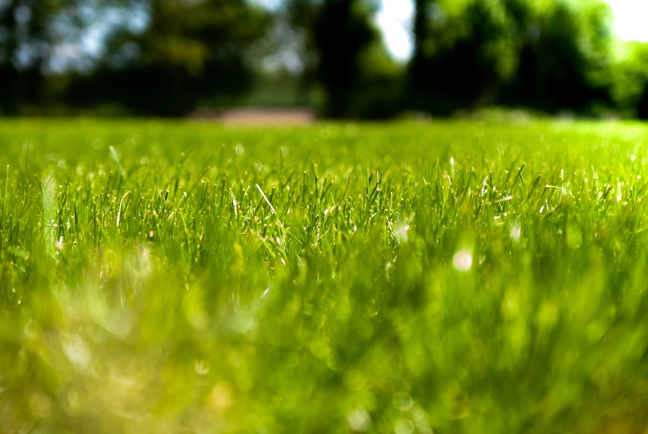 Prevenire i danni da caldo estivo? Ecco i rimedi rapidi e naturali per il prato di casa Prevenire i danni da caldo estivo? Ecco i rimedi rapidi e naturali per il prato di casa