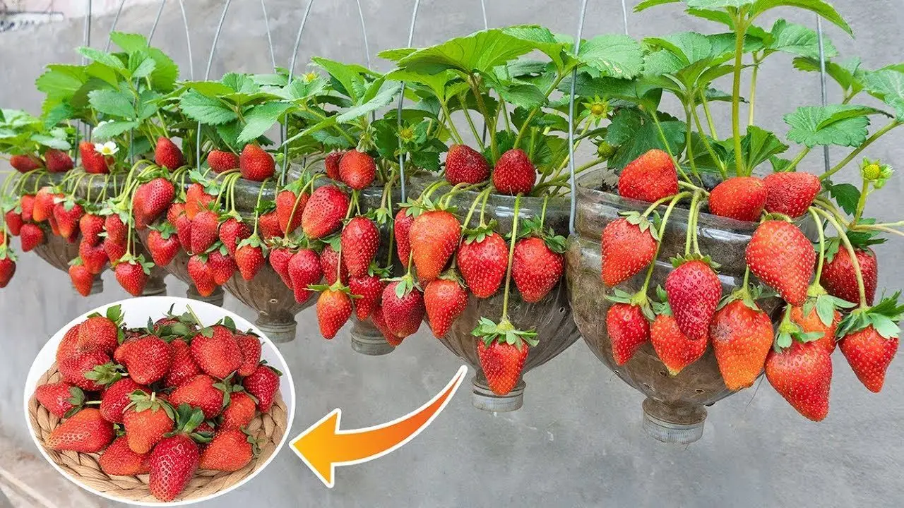 Vuoi fragole saporite? Sfrutta questo trucco dei coltivatori per avere raccolti abbondanti Vuoi fragole saporite? Sfrutta questo trucco dei coltivatori per avere raccolti abbondanti