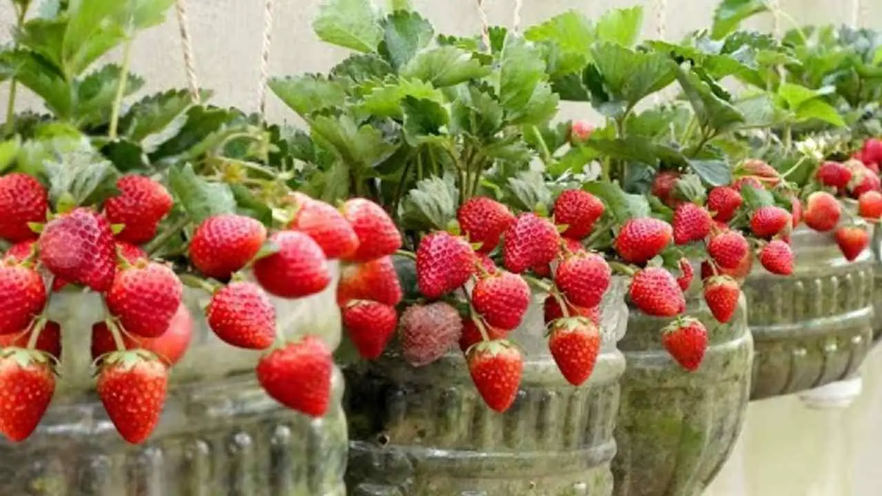 Vuoi fragole saporite? Sfrutta questo trucco dei coltivatori per avere raccolti abbondanti Vuoi fragole saporite? Sfrutta questo trucco dei coltivatori per avere raccolti abbondanti