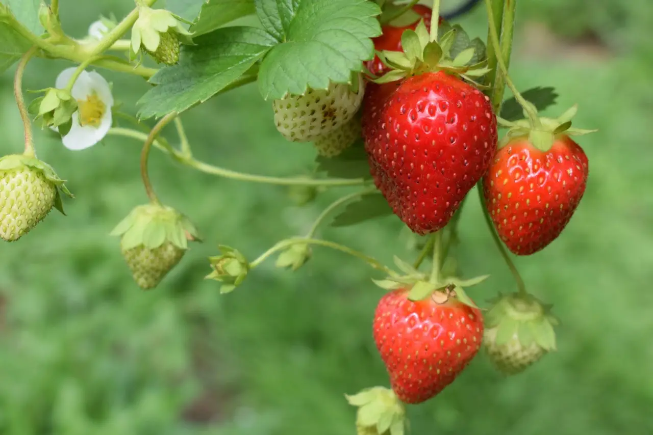 Vuoi fragole saporite? Sfrutta questo trucco dei coltivatori per avere raccolti abbondanti Vuoi fragole saporite? Sfrutta questo trucco dei coltivatori per avere raccolti abbondanti