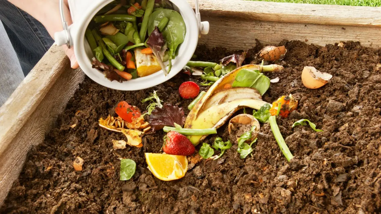 Utilizza questi scarti di cucina per nutrire il terreno dei vasi e migliorare la fioritura Utilizza questi scarti di cucina per nutrire il terreno dei vasi e migliorare la fioritura