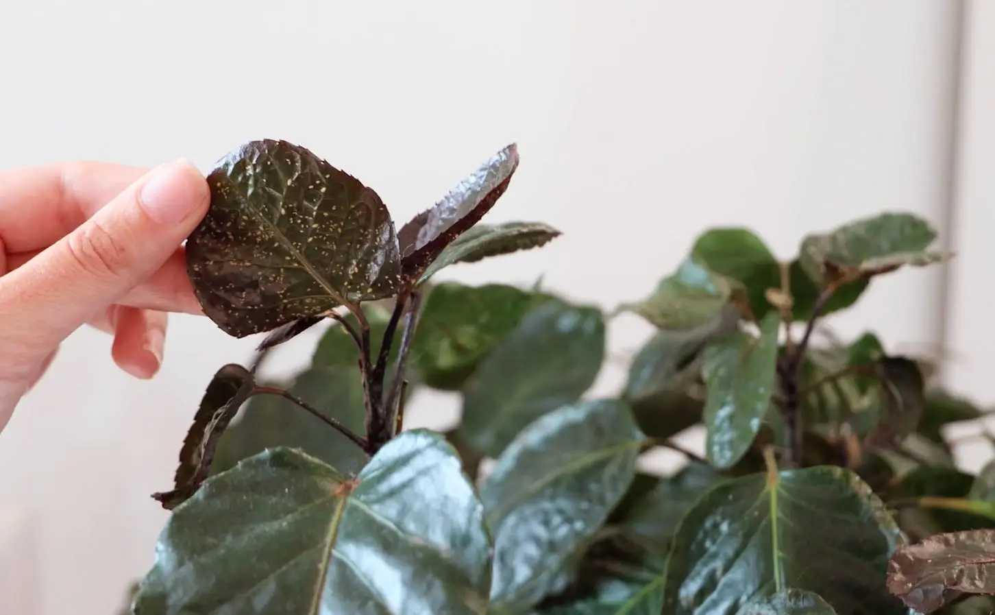 Mantieni verdi le tue piante d’appartamento con questo spray facile da realizzare Mantieni verdi le tue piante d’appartamento con questo spray facile da realizzare