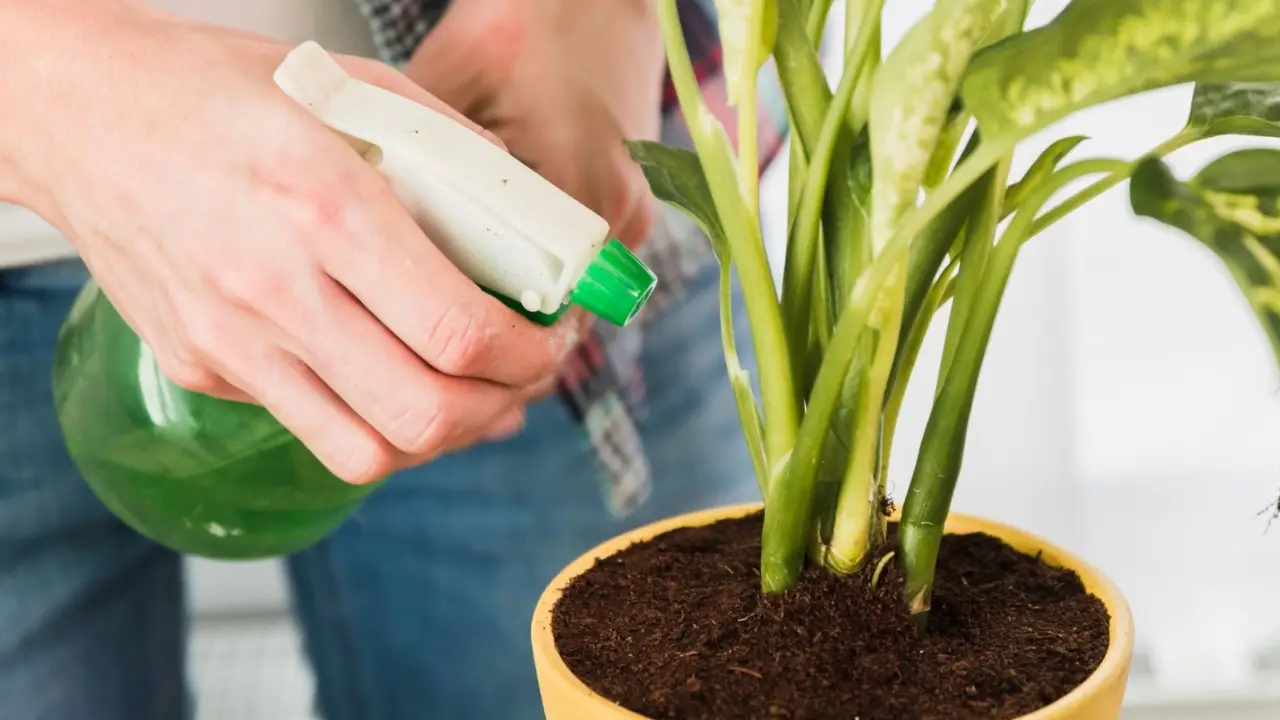 Mantieni verdi le tue piante d’appartamento con questo spray facile da realizzare Mantieni verdi le tue piante d’appartamento con questo spray facile da realizzare