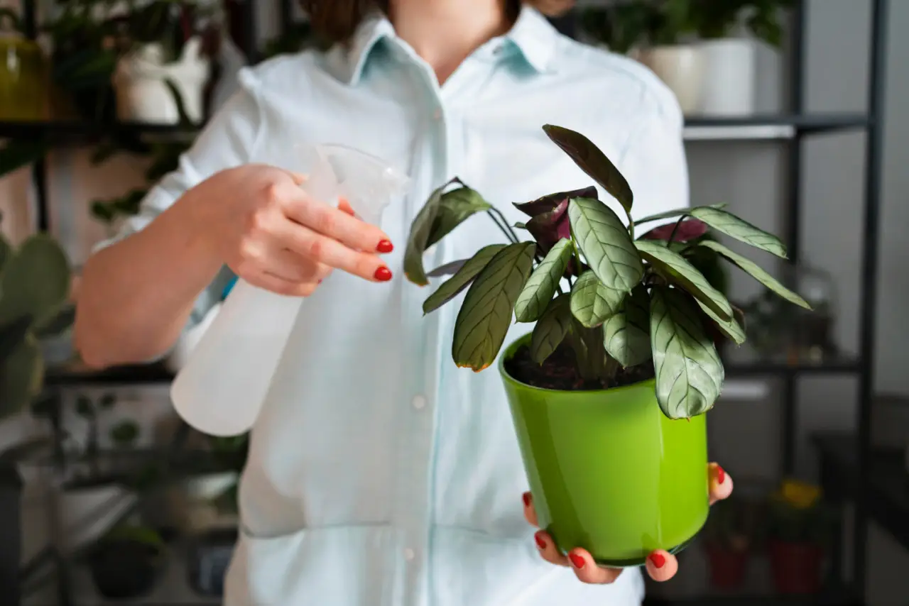 Mantieni verdi le tue piante d’appartamento con questo spray facile da realizzare Mantieni verdi le tue piante d’appartamento con questo spray facile da realizzare