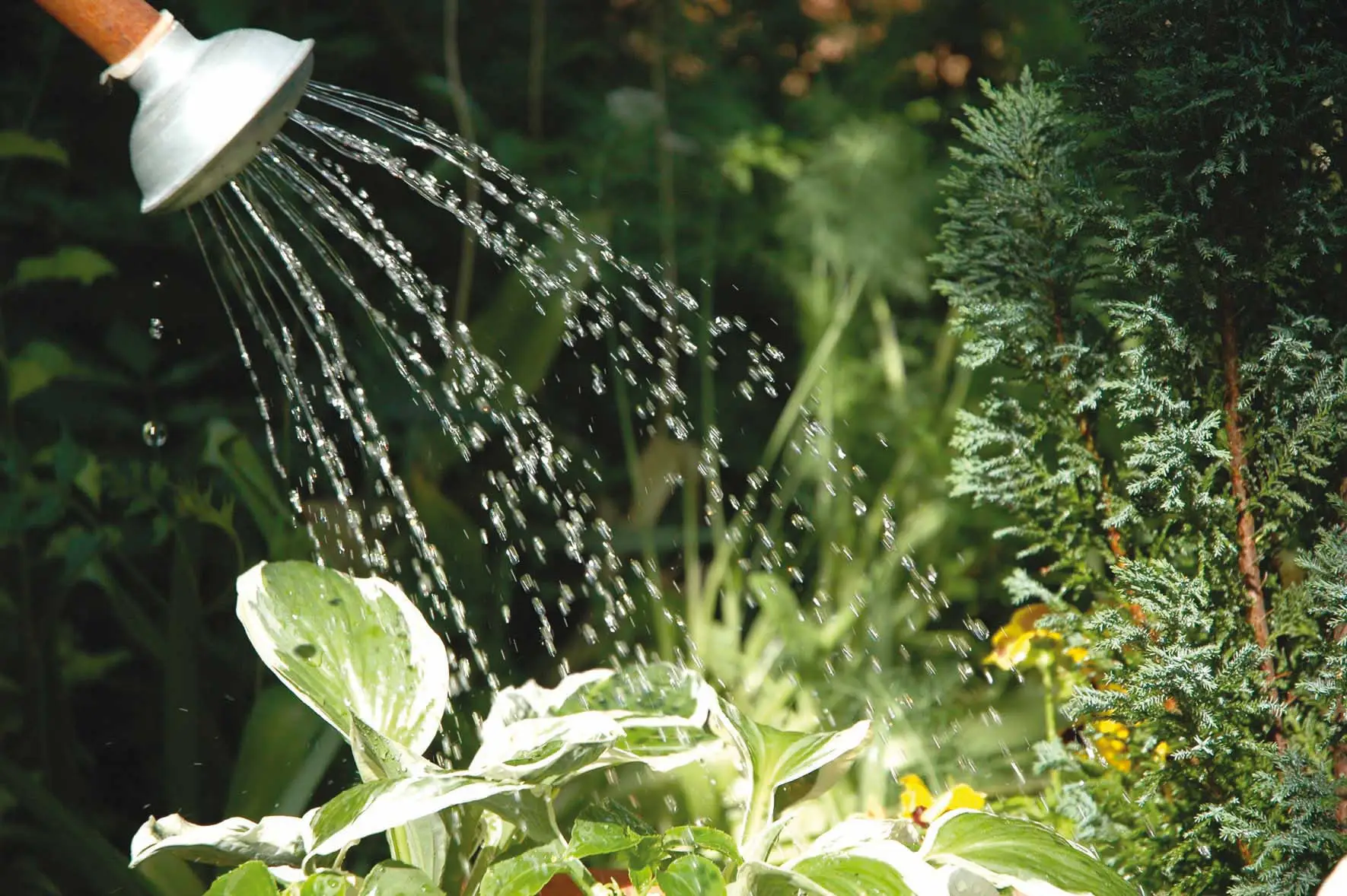 Scopri perché l’irrigazione serale migliora la salute delle tue piante in estate Scopri perché l’irrigazione serale migliora la salute delle tue piante in estate