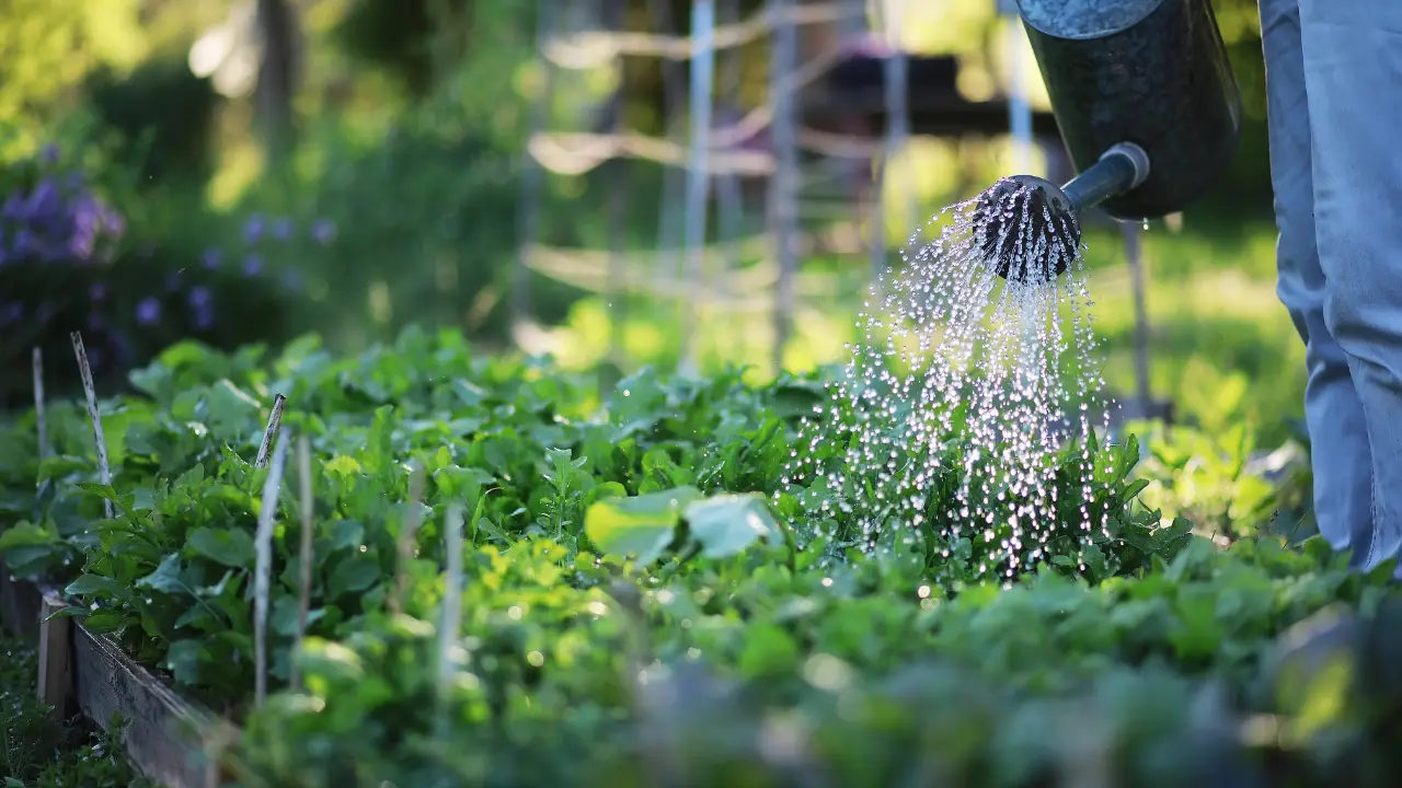 Scopri perché l’irrigazione serale migliora la salute delle tue piante in estate Scopri perché l’irrigazione serale migliora la salute delle tue piante in estate