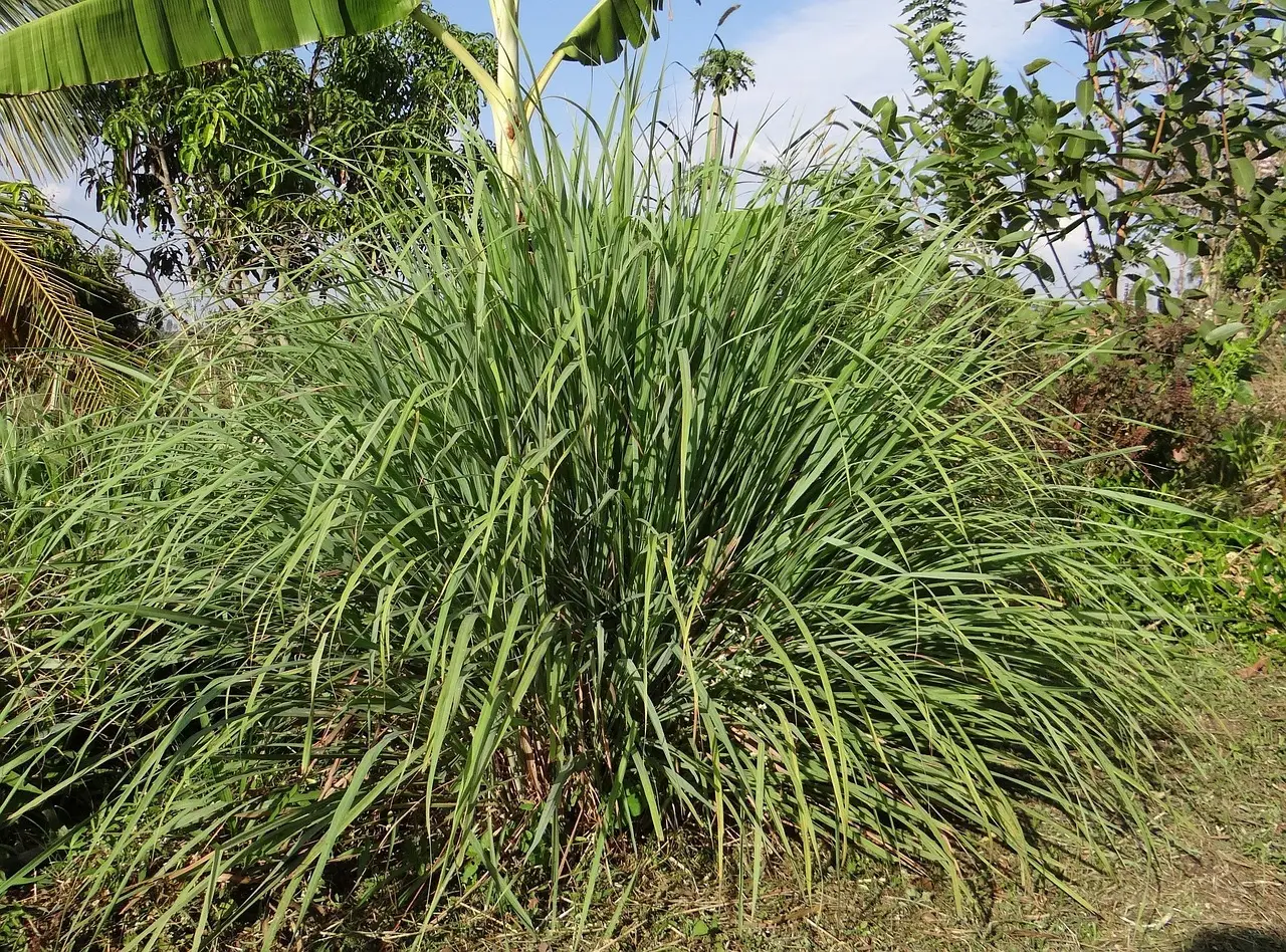 Agisci ora: il rimedio biologico per allontanare le zanzare dal giardino che funziona Agisci ora: il rimedio biologico per allontanare le zanzare dal giardino che funziona