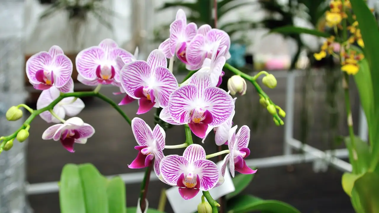 Scopri come proteggere le orchidee dai comuni parassiti con metodi naturali Scopri come proteggere le orchidee dai comuni parassiti con metodi naturali