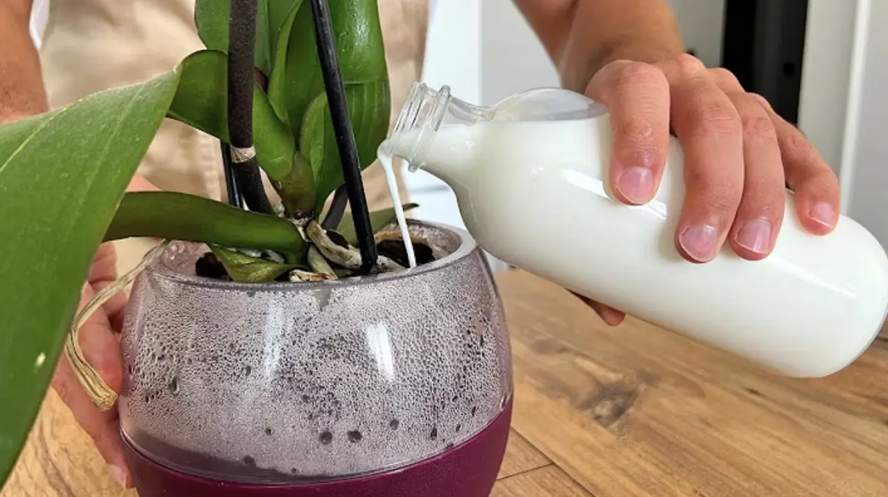 Impara subito a gestire l'irrigazione per evitare muffa e marciume nelle orchidee Impara subito a gestire l'irrigazione per evitare muffa e marciume nelle orchidee