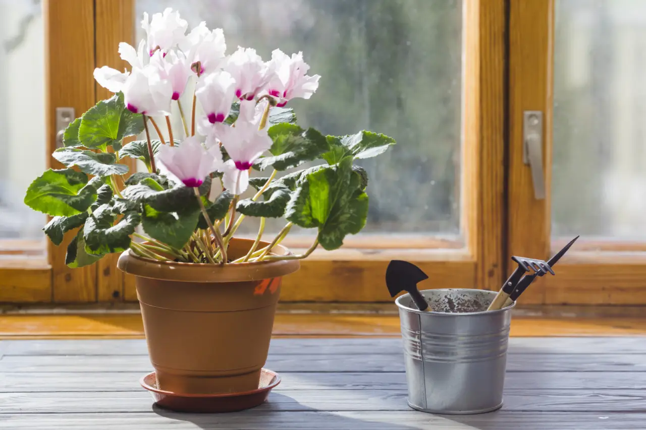 Vuoi orchidee sempre in fiore? Ecco il trucco per stimolare la nuova fioritura Vuoi orchidee sempre in fiore? Ecco il trucco per stimolare la nuova fioritura