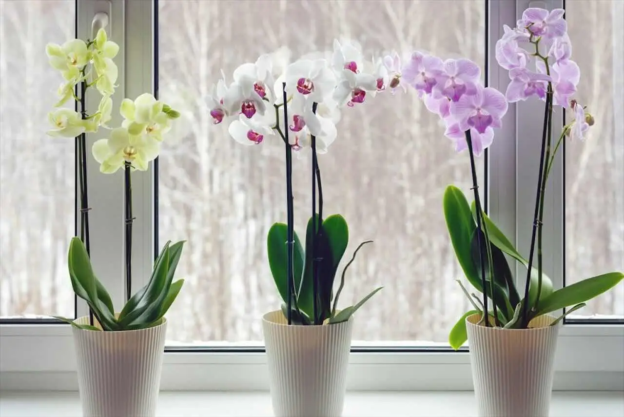Vuoi orchidee sempre in fiore? Ecco il trucco per stimolare la nuova fioritura Vuoi orchidee sempre in fiore? Ecco il trucco per stimolare la nuova fioritura