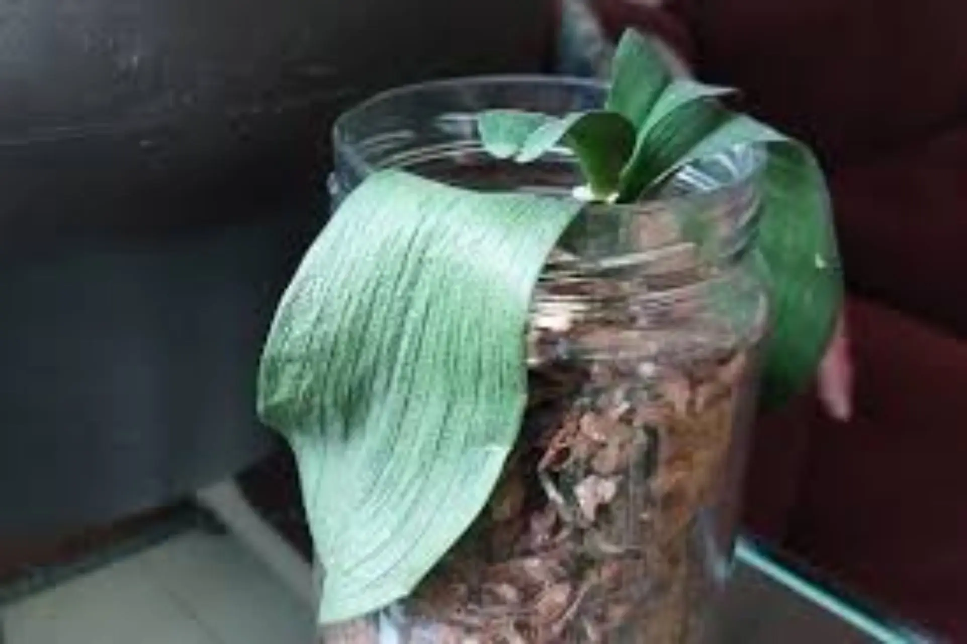 Come preparare un concime organico a costo zero per rinvigorire le tue orchidee Come preparare un concime organico a costo zero per rinvigorire le tue orchidee