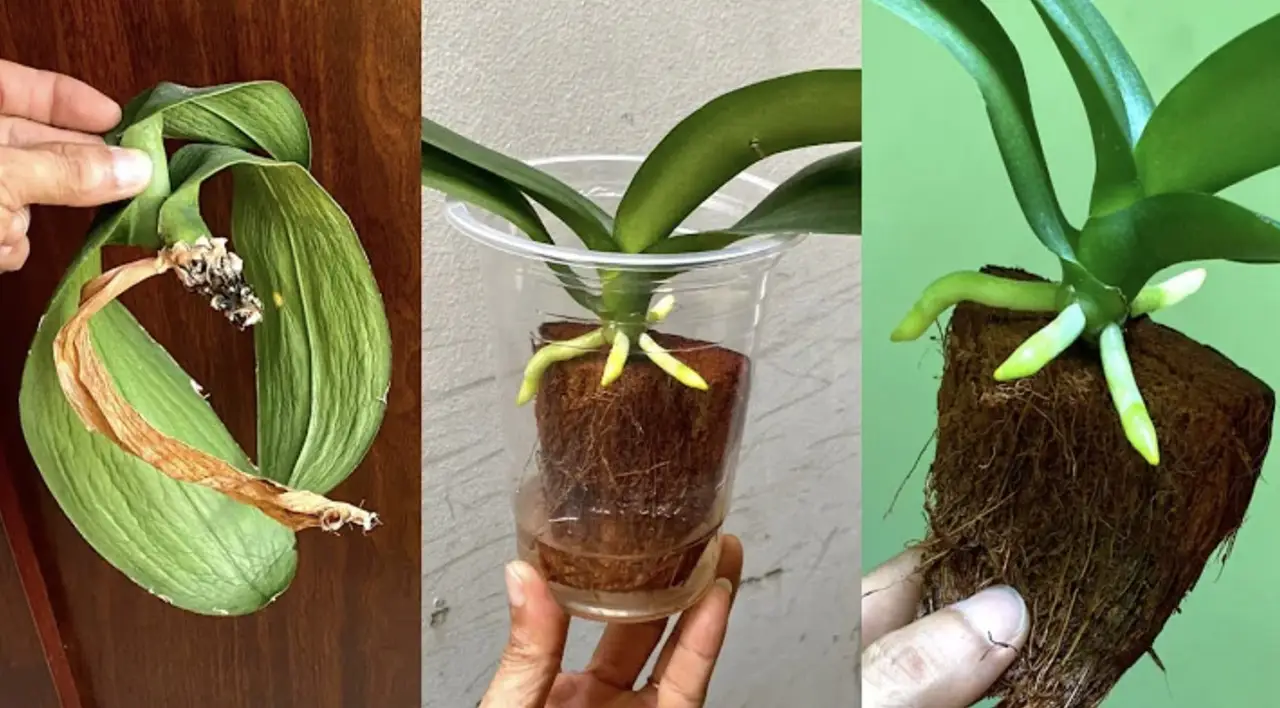 Come preparare un concime organico a costo zero per rinvigorire le tue orchidee Come preparare un concime organico a costo zero per rinvigorire le tue orchidee