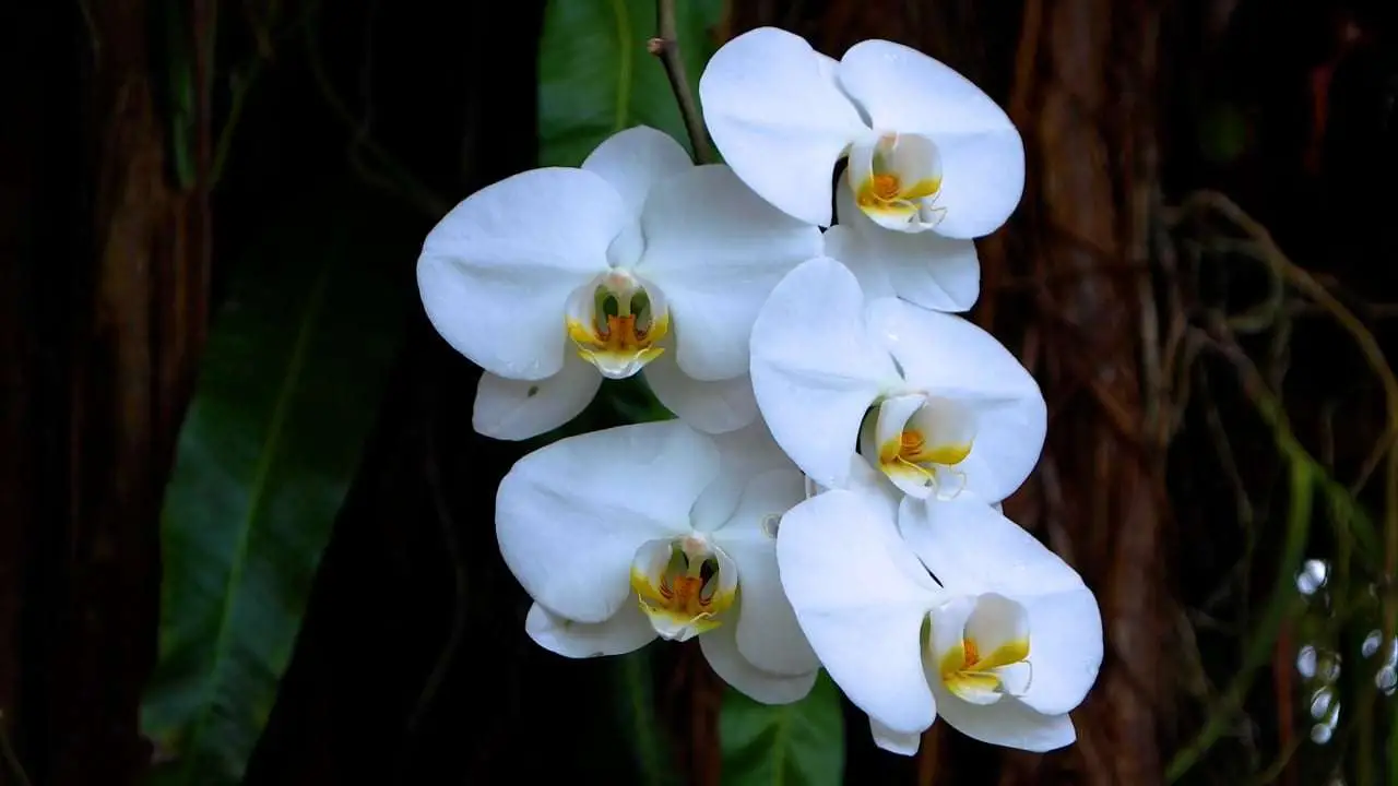 Hai mai provato il bark di pino? Scopri perché fa la differenza per le orchidee Hai mai provato il bark di pino? Scopri perché fa la differenza per le orchidee