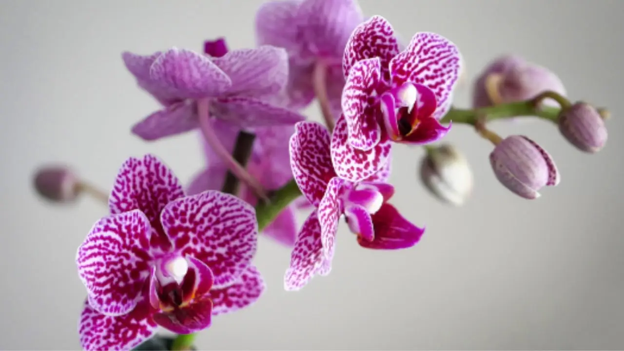 Hai mai provato il bark di pino? Scopri perché fa la differenza per le orchidee Hai mai provato il bark di pino? Scopri perché fa la differenza per le orchidee
