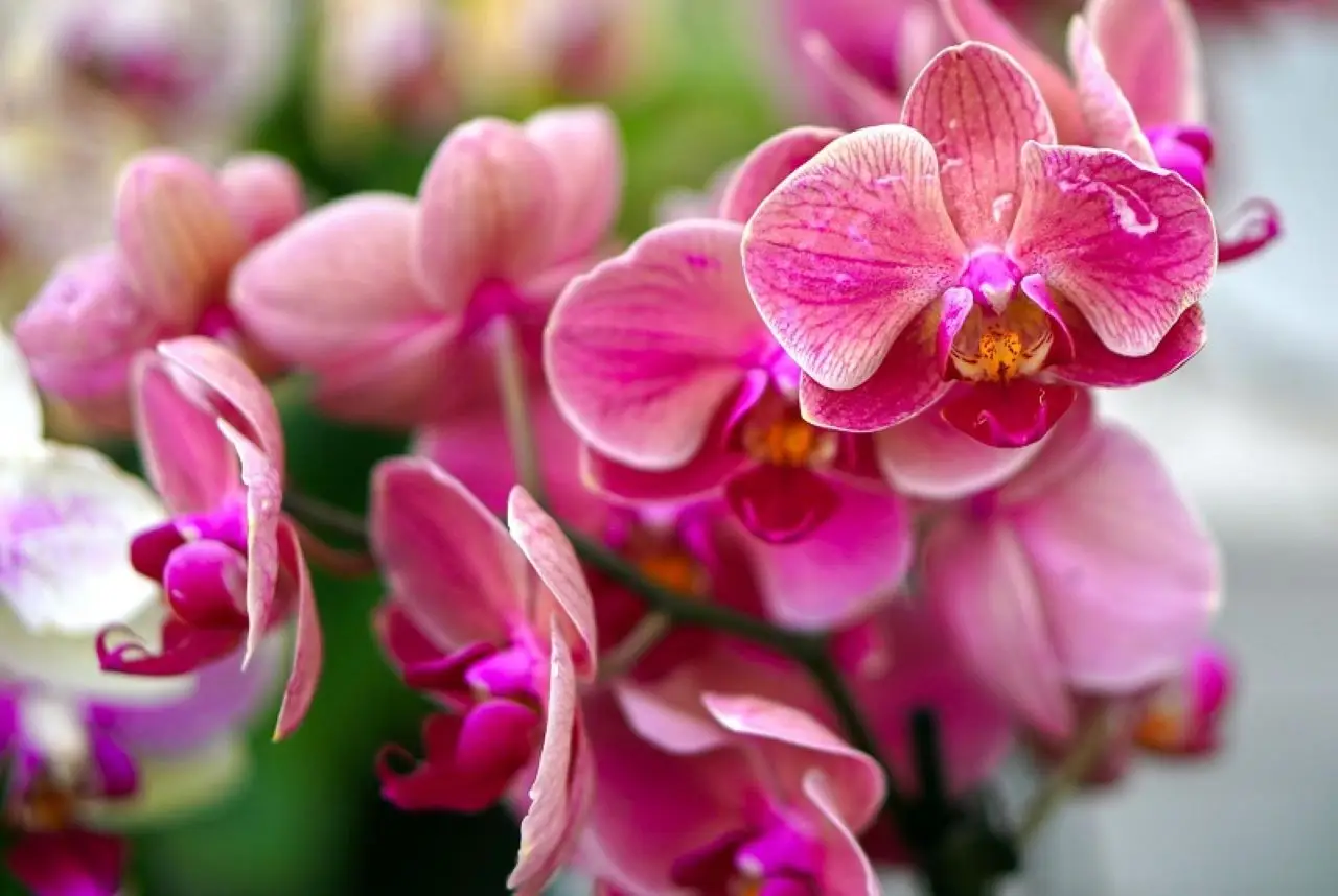 Correggi gli errori più comuni nella coltivazione di orchidee: guida pratica aggiornata Correggi gli errori più comuni nella coltivazione di orchidee: guida pratica aggiornata