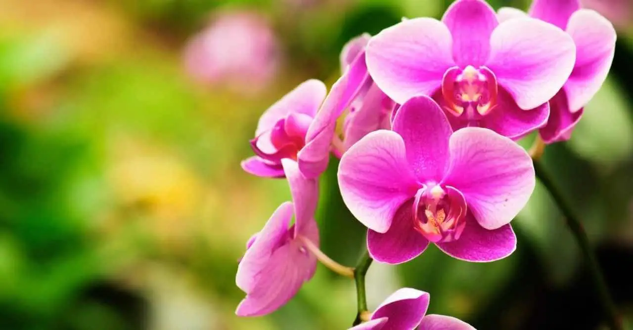 Ottieni risultati visibili sfruttando la luce migliore per le specie di orchidee in casa Ottieni risultati visibili sfruttando la luce migliore per le specie di orchidee in casa