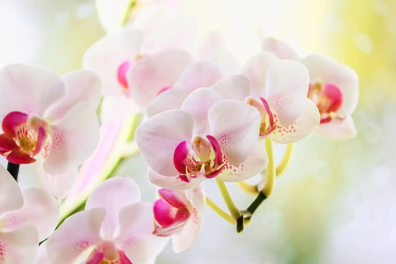 Ottieni risultati visibili sfruttando la luce migliore per le specie di orchidee in casa Ottieni risultati visibili sfruttando la luce migliore per le specie di orchidee in casa