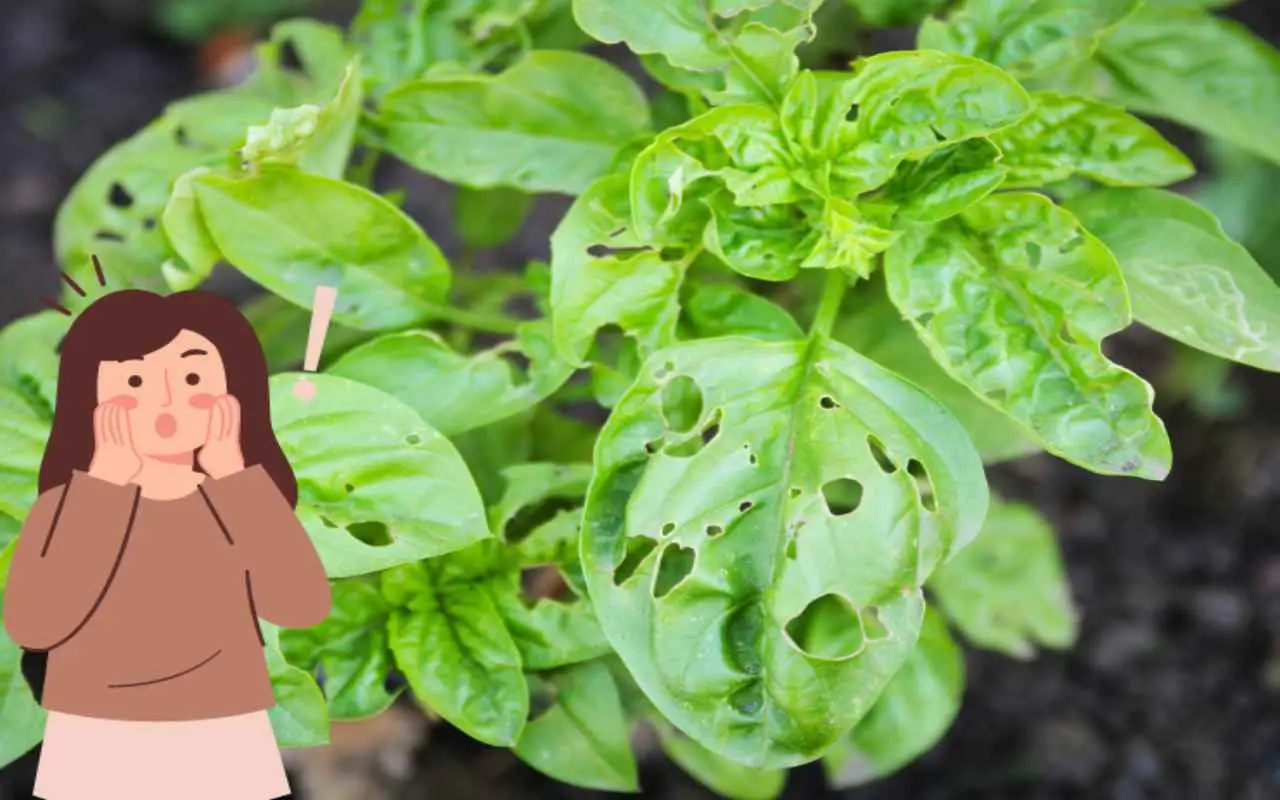 Il basilico greco: la pianta aromatica perfetta per balconi e contro gli insetti estivi Il basilico greco: la pianta aromatica perfetta per balconi e contro gli insetti estivi