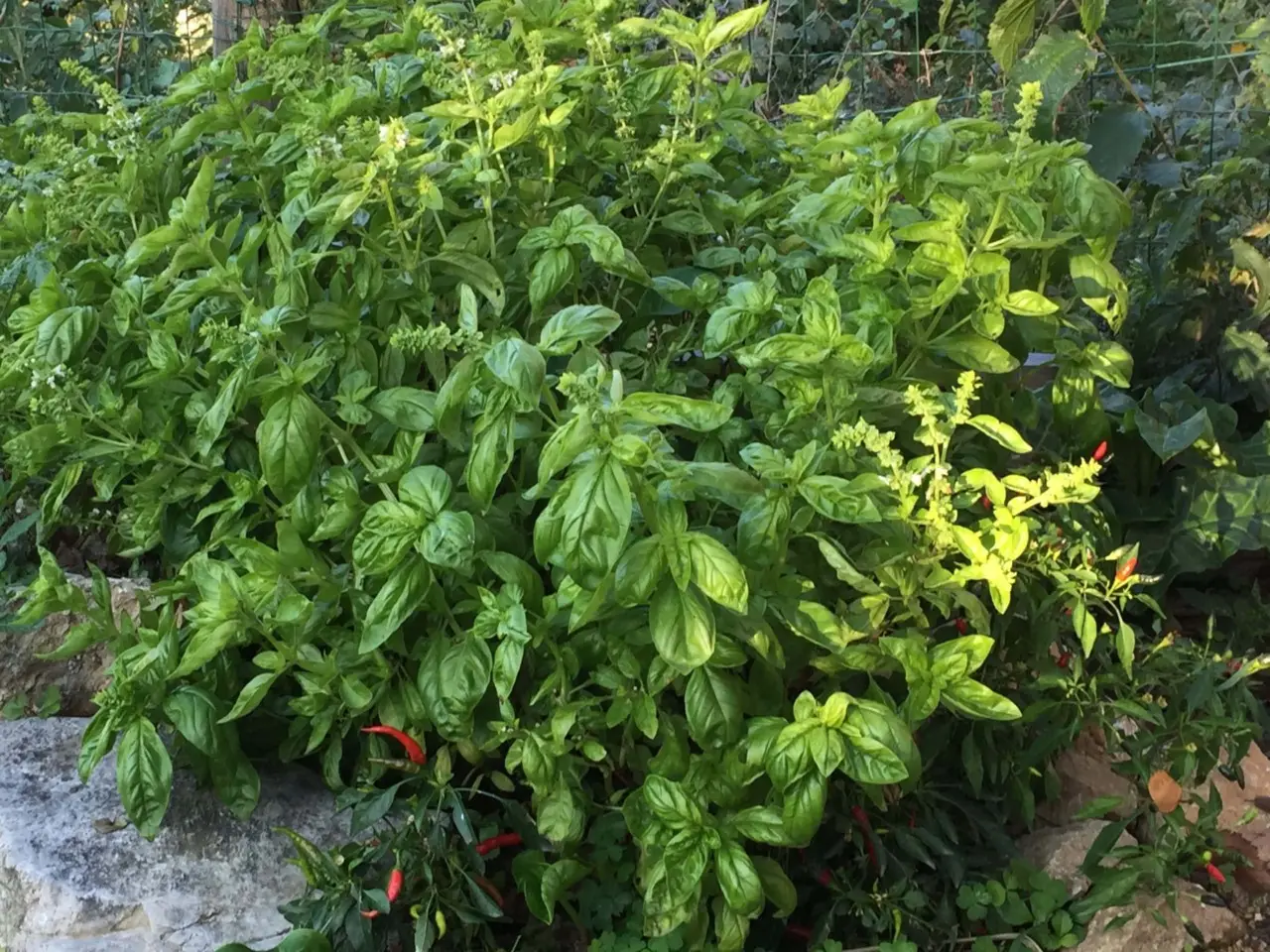 Il basilico greco: la pianta aromatica perfetta per balconi e contro gli insetti estivi Il basilico greco: la pianta aromatica perfetta per balconi e contro gli insetti estivi