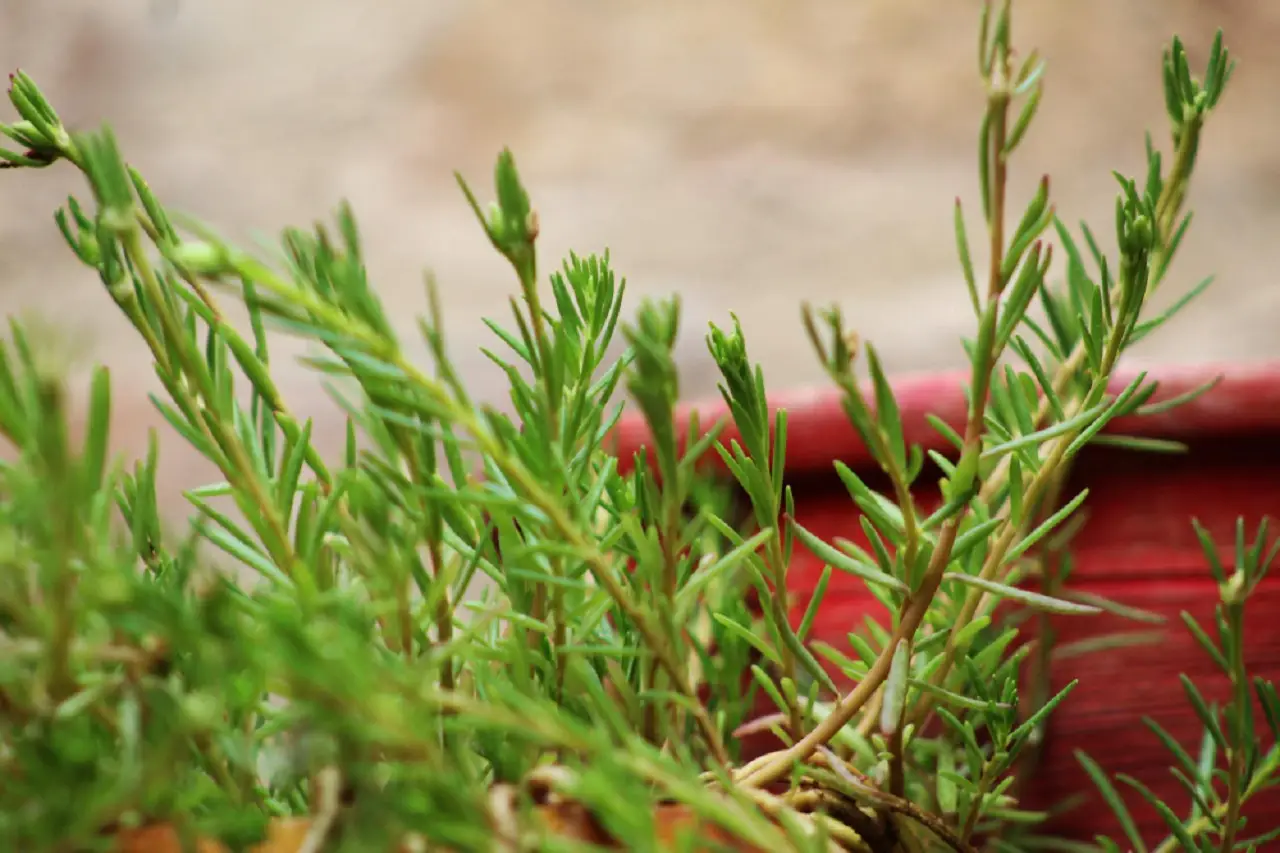 Non tutti conoscono la citronella: pianta facile da coltivare e barriera contro le zanzare Non tutti conoscono la citronella: pianta facile da coltivare e barriera contro le zanzare