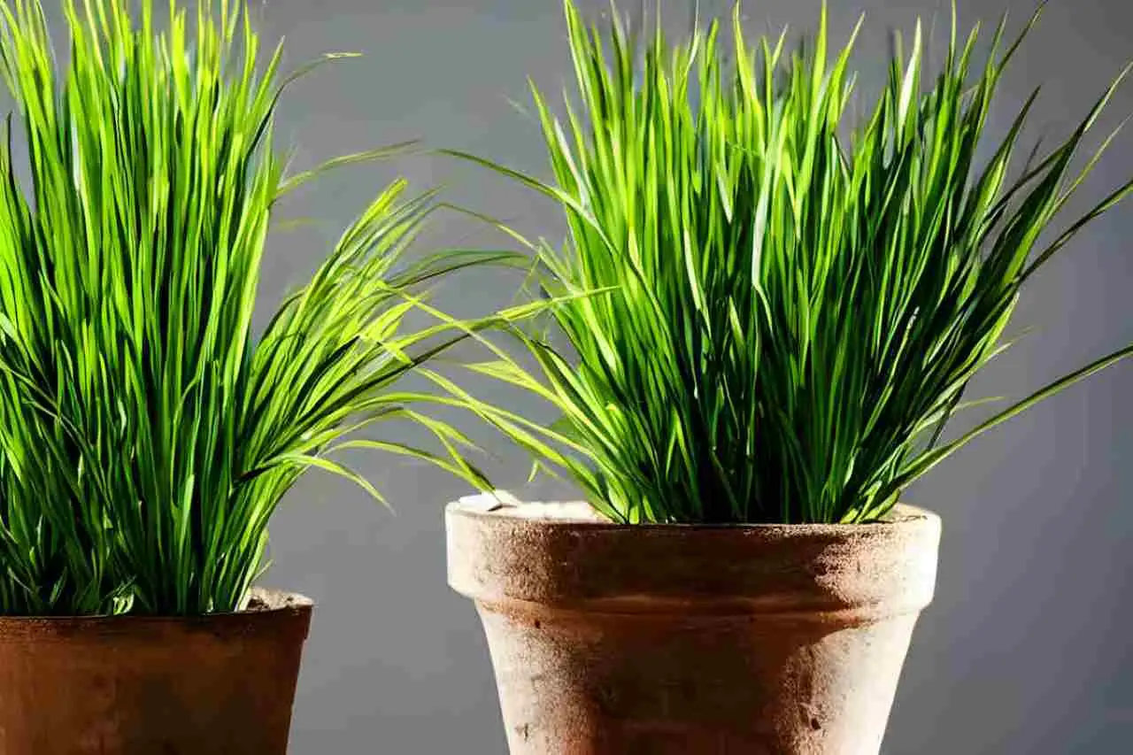 Non tutti conoscono la citronella: pianta facile da coltivare e barriera contro le zanzare Non tutti conoscono la citronella: pianta facile da coltivare e barriera contro le zanzare