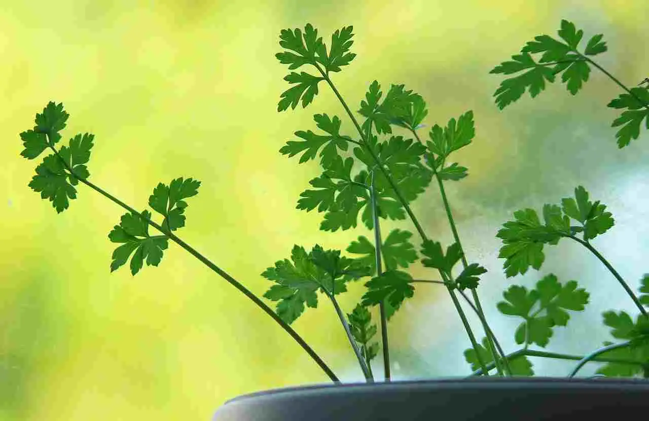 Non tutti conoscono la citronella: pianta facile da coltivare e barriera contro le zanzare Non tutti conoscono la citronella: pianta facile da coltivare e barriera contro le zanzare