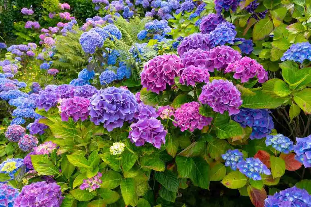 Vuoi ortensie ricche di fiori? Prova questa tecnica facile con fondi di caffè Vuoi ortensie ricche di fiori? Prova questa tecnica facile con fondi di caffè