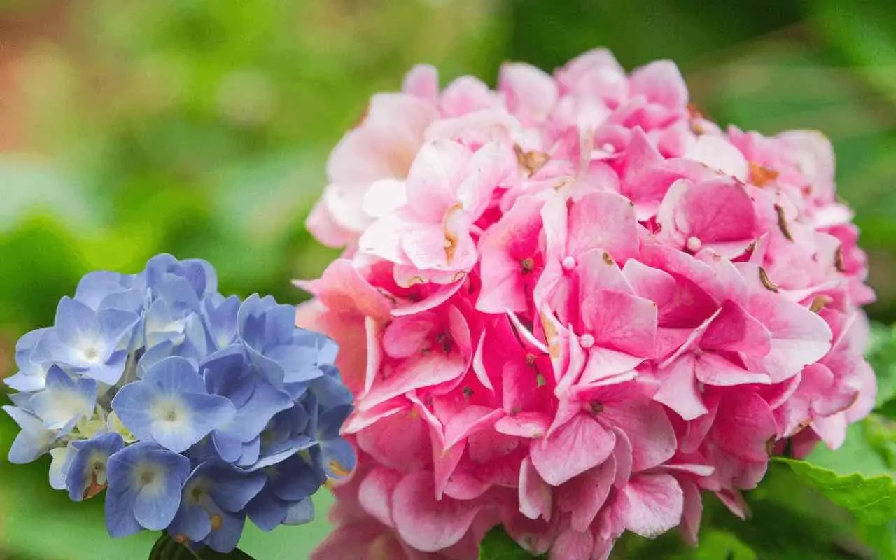 Vuoi ortensie ricche di fiori? Prova questa tecnica facile con fondi di caffè Vuoi ortensie ricche di fiori? Prova questa tecnica facile con fondi di caffè