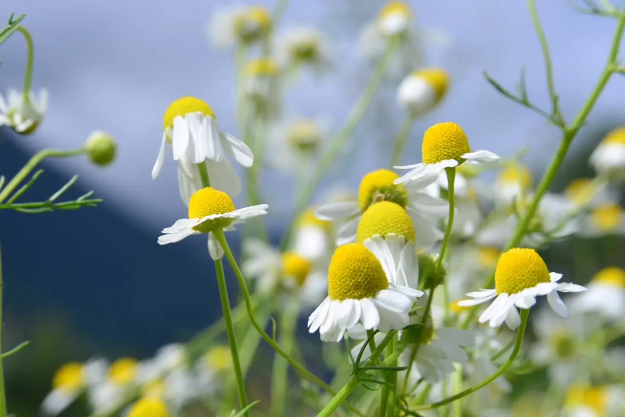 Idrolato di camomilla: il segreto naturale per ortensie dai colori intensi Idrolato di camomilla: il segreto naturale per ortensie dai colori intensi