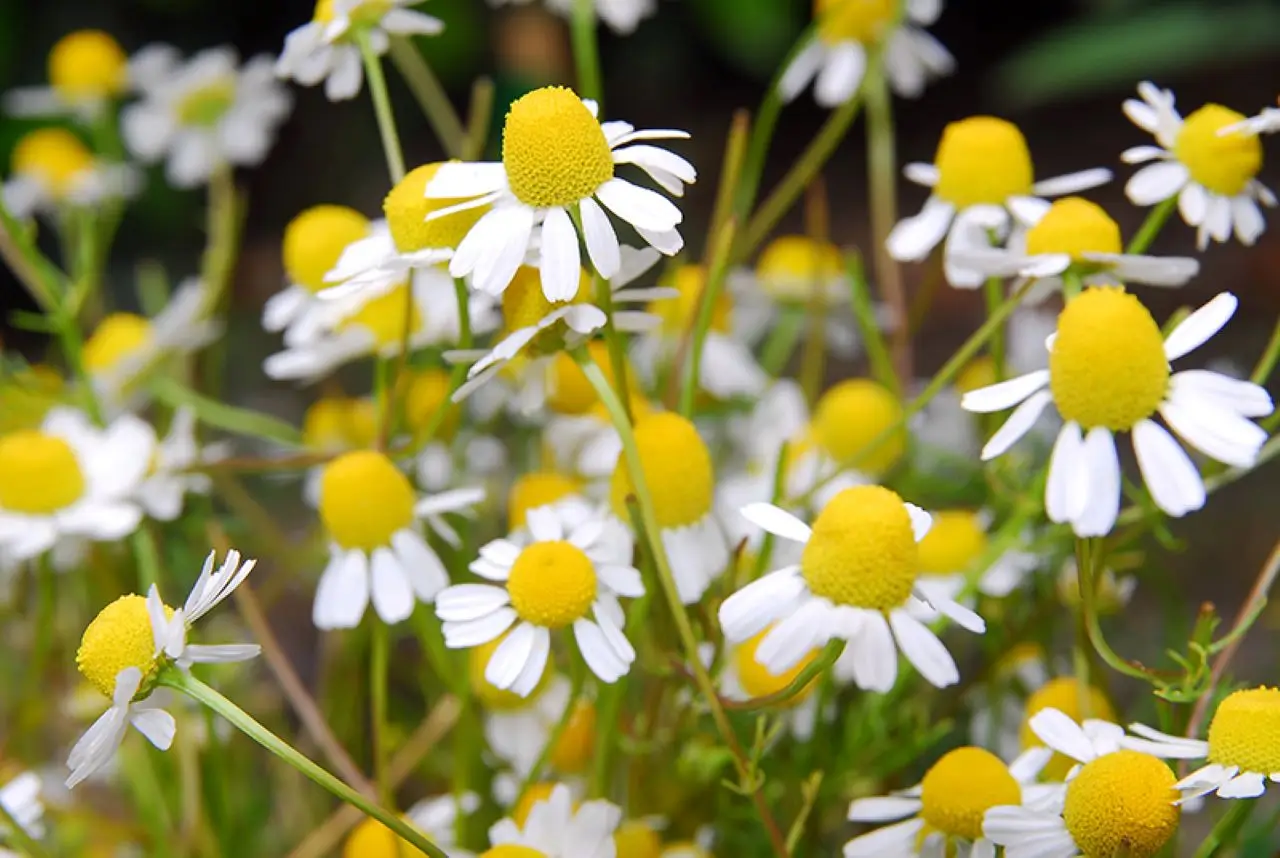 Idrolato di camomilla: il segreto naturale per ortensie dai colori intensi Idrolato di camomilla: il segreto naturale per ortensie dai colori intensi