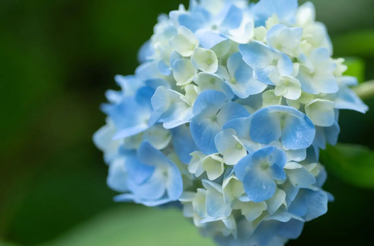 Idrolato di camomilla: il segreto naturale per ortensie dai colori intensi Idrolato di camomilla: il segreto naturale per ortensie dai colori intensi