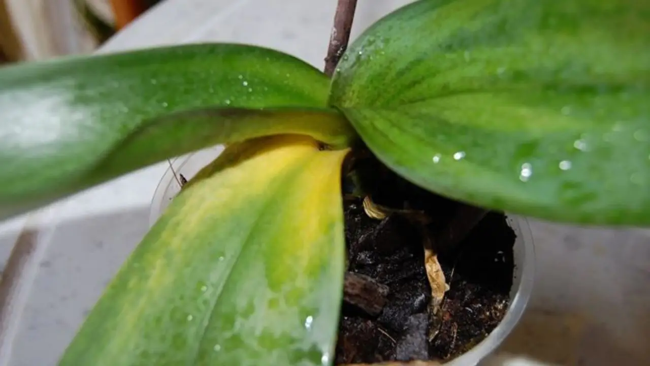 Scopri il metodo naturale per ridurre le malattie comuni delle orchidee in casa Scopri il metodo naturale per ridurre le malattie comuni delle orchidee in casa