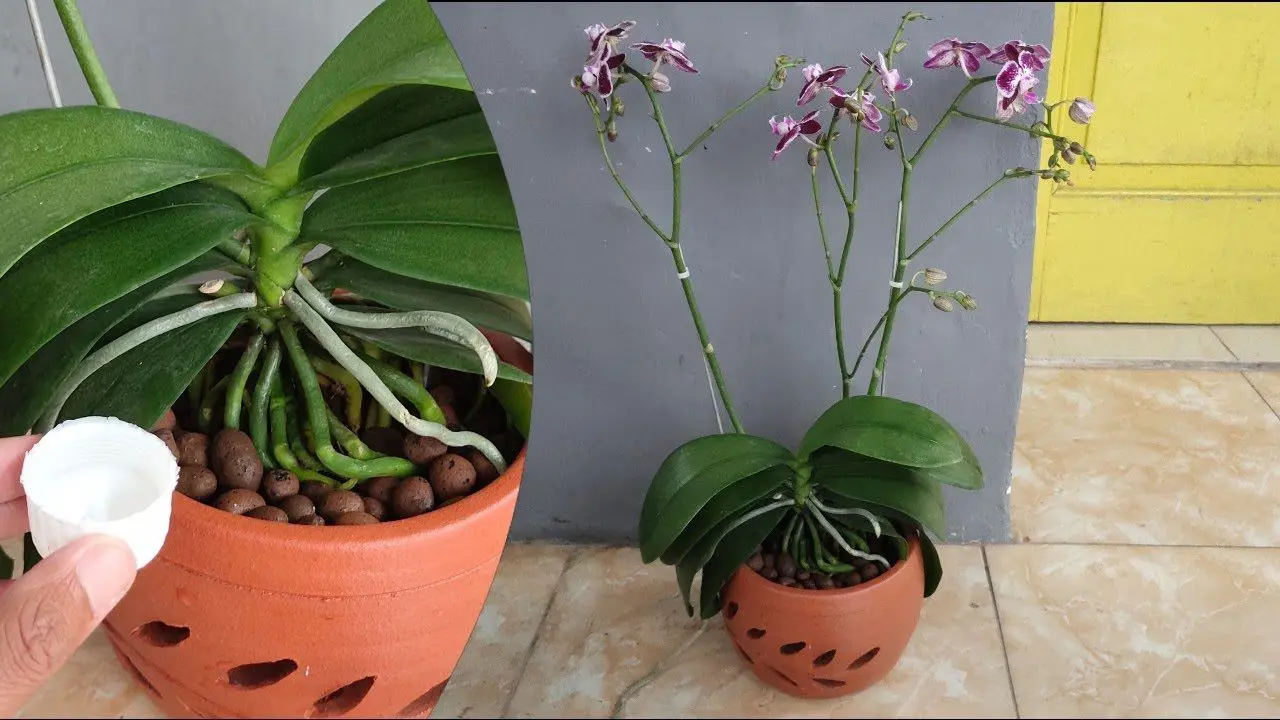 Risparmia acqua: la tecnica per irrigare orchidee durante i periodi di siccità Risparmia acqua: la tecnica per irrigare orchidee durante i periodi di siccità