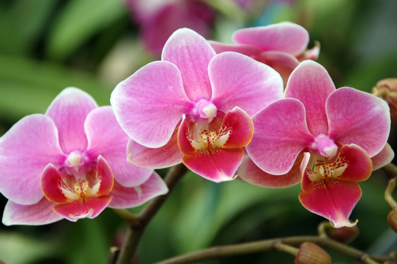 Azione diretta: elimina parassiti dalle orchidee con un rimedio semplice e biologico Azione diretta: elimina parassiti dalle orchidee con un rimedio semplice e biologico