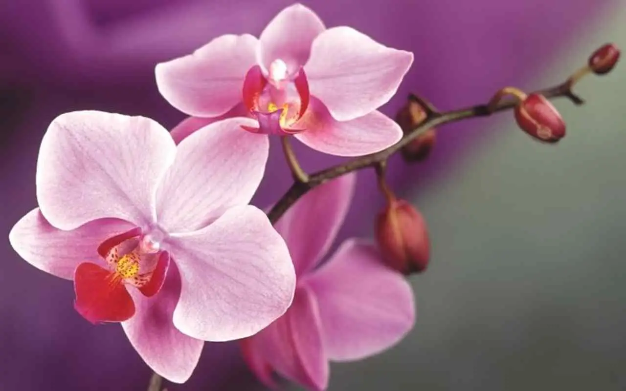 Vuoi orchidee più colorate? Scopri il segreto delle infusioni naturali per petali vivaci Vuoi orchidee più colorate? Scopri il segreto delle infusioni naturali per petali vivaci