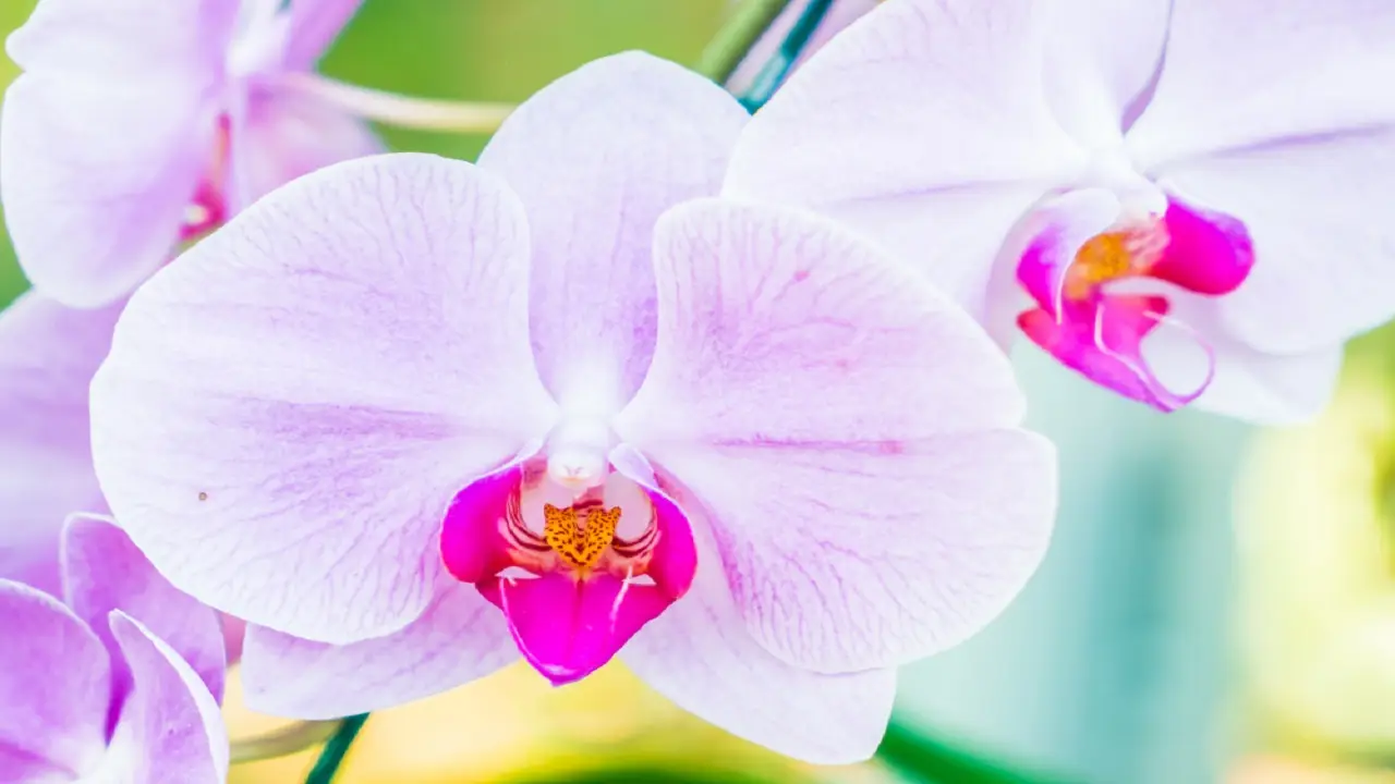 Vuoi orchidee più colorate? Scopri il segreto delle infusioni naturali per petali vivaci Vuoi orchidee più colorate? Scopri il segreto delle infusioni naturali per petali vivaci